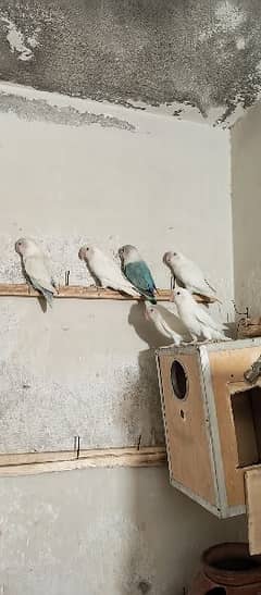 albino birds 03365166732