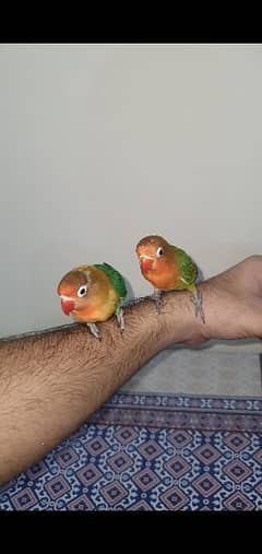 handtamed lovebird pair age 3 months