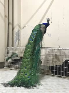 peacock pair good pet