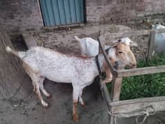 desi goats