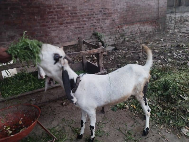 desi goats 2