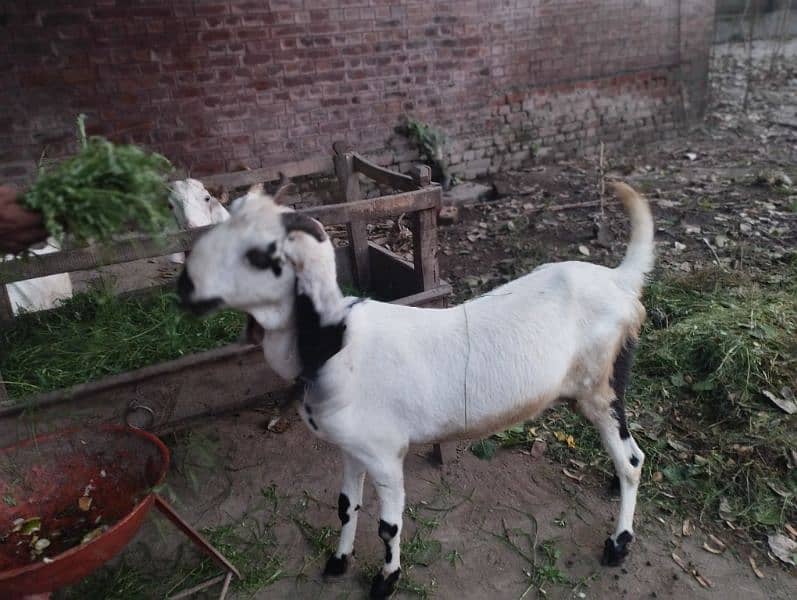 desi goats 3