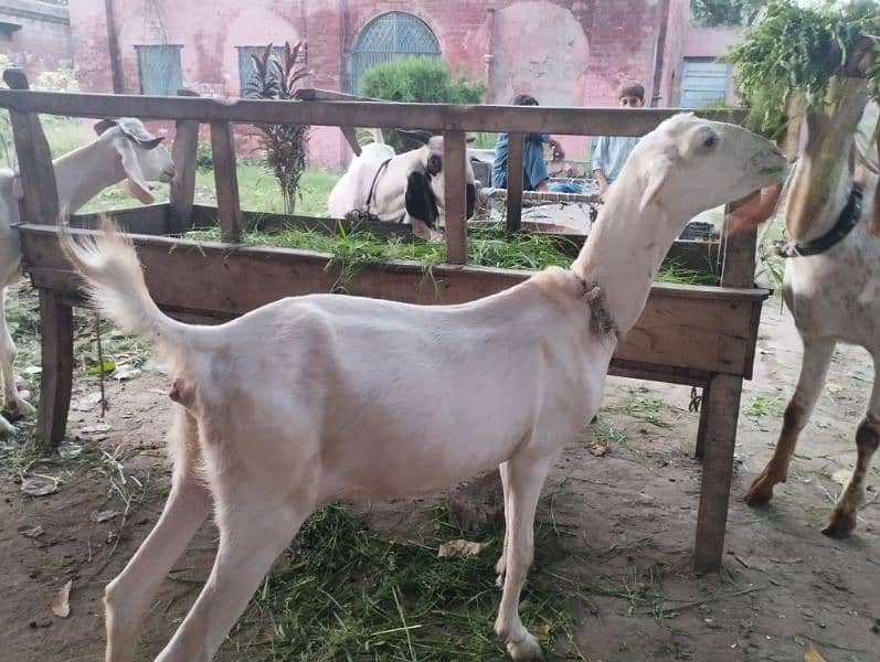 desi goats 5