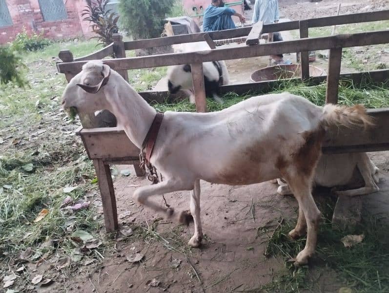 desi goats 6