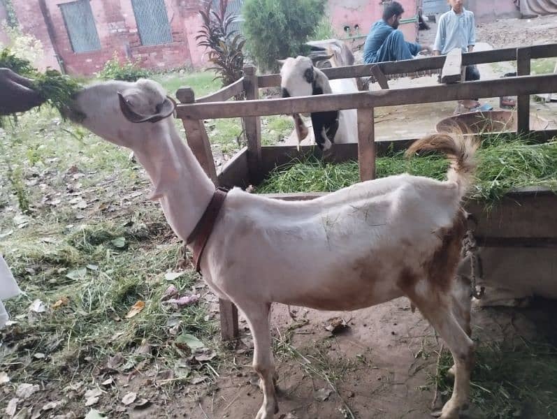 desi goats 7