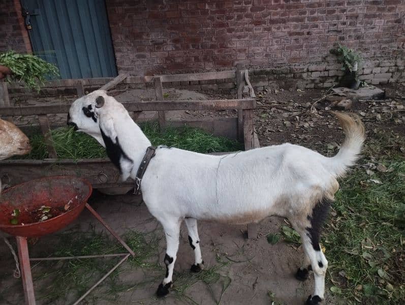 desi goats 8