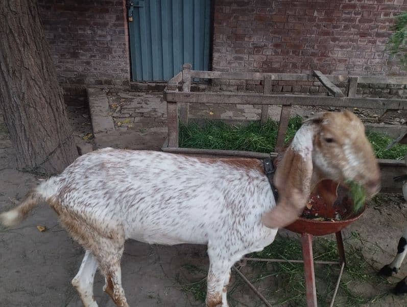 desi goats 9