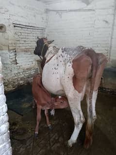 cows for sale attock city