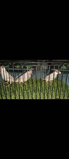 1 pair silver java available and 1 breeder grey female available