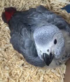 Ashok Grey Parrot for sale for sale4ma. 03434057183