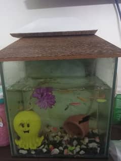 Aquarium For Sale