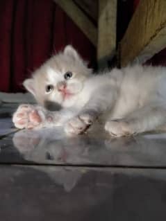 kitten foan colour available he