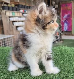 calico cute Persian Kitten