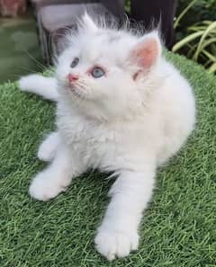 Punch Face Fluffy Persian kitten