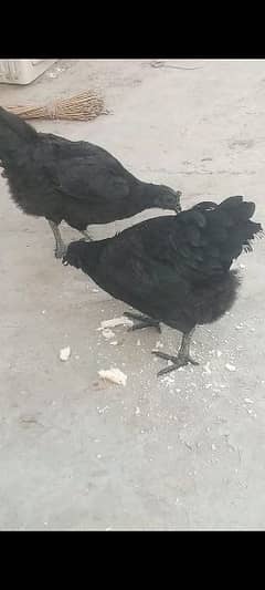 Ayam sumani 2 female's for sale