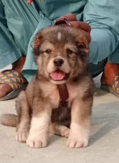 Bakarwal puppy security dogs for sale