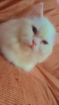 Persian male cat he's just 6 months old