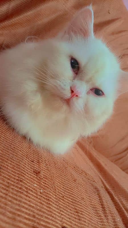 Persian male cat he's just 6 months old 0