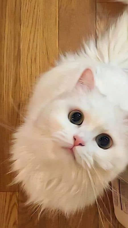 Persian male cat he's just 6 months old 1