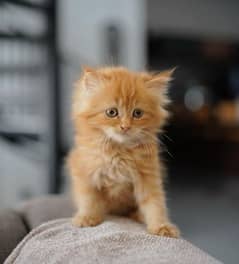 persian  triple coat kitten