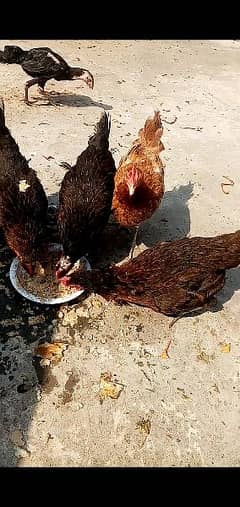 Desi hens gar ki Pali hoe ha eggs dy rahi ha sari