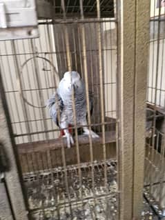 4 years old Adult Parrot for Urgent sale