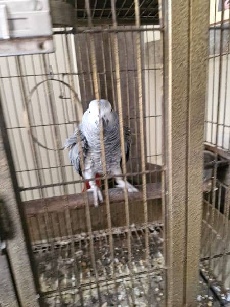 4 years old Adult Parrot for Urgent sale 0