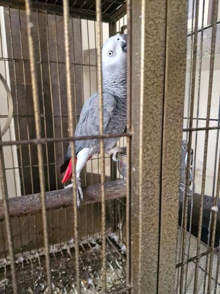 4 years old Adult Parrot for Urgent sale 1