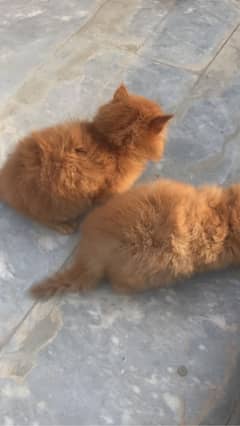 CAsh on Delivery punch face Gift quality kittens for sale