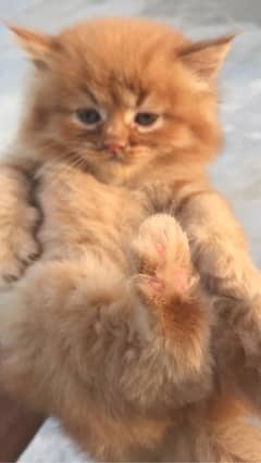 HIGHEST QUALITY ginger PERSIAN KITTENS PURE PUNCH FACE (CASH ON DELI