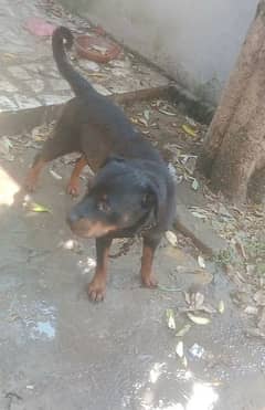 rottweiler female