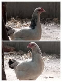 Hen