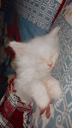 persian kitten for sale