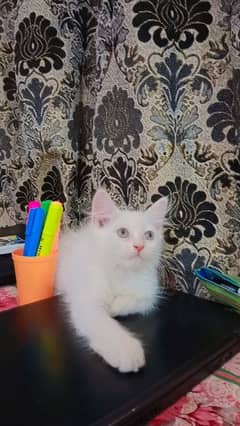 Persian kitten