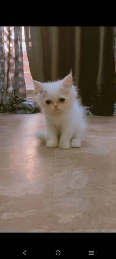 punch face persian cats male female and chiks for sale