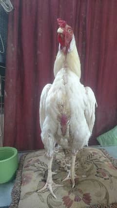 Aseel Heera Rooster  and Jageri Hen Far Sale