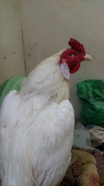 Aseel Heera Rooster  and Jageri Hen Far Sale 1