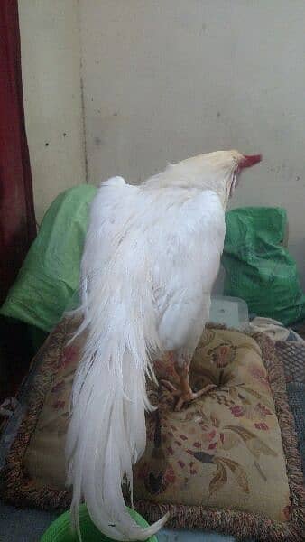 Aseel Heera Rooster  and Jageri Hen Far Sale 2