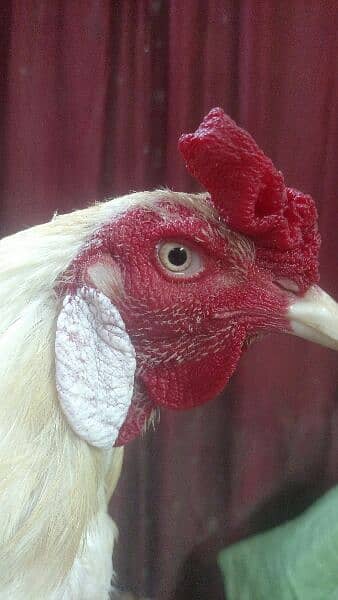 Aseel Heera Rooster  and Jageri Hen Far Sale 3