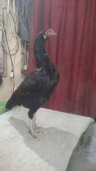 Aseel Heera Rooster  and Jageri Hen Far Sale 5