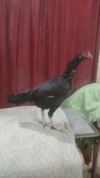 Aseel Heera Rooster  and Jageri Hen Far Sale 6