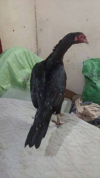 Aseel Heera Rooster  and Jageri Hen Far Sale 7