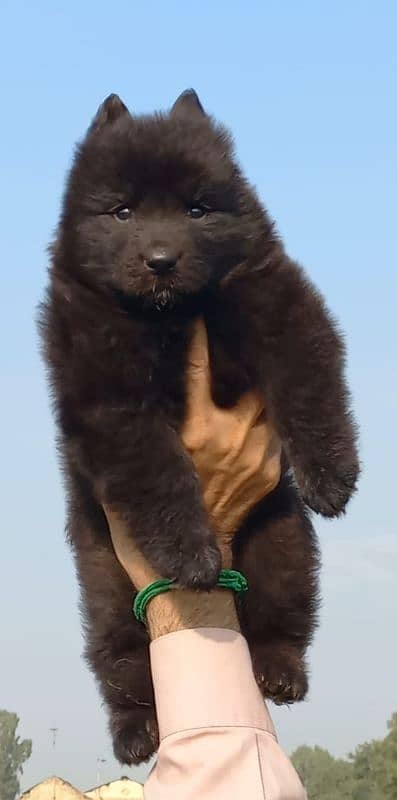 poropar long coat have bone structure black shepherd male for sale 0