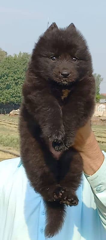 poropar long coat have bone structure black shepherd male for sale 1