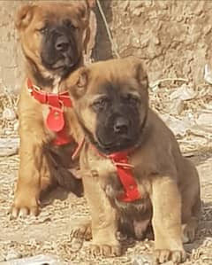 king kurdish kangal security dog pair 2 month for sale