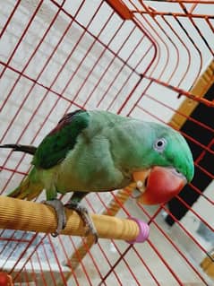 Raw Orignal Parrot 8Month Age - Gahr ka rakha