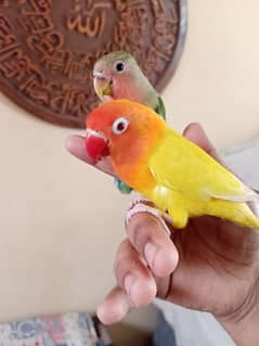 handtame love birds 0