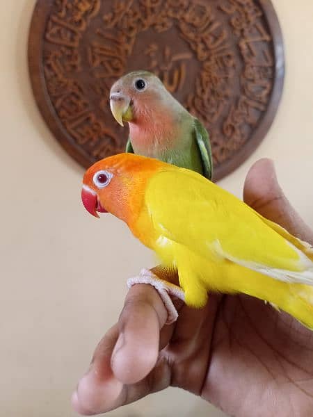 handtame love birds 2