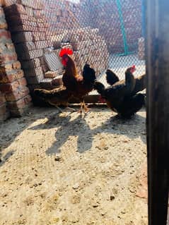 golden desi misri  hens egg laying  for sale