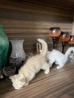 persian kittens